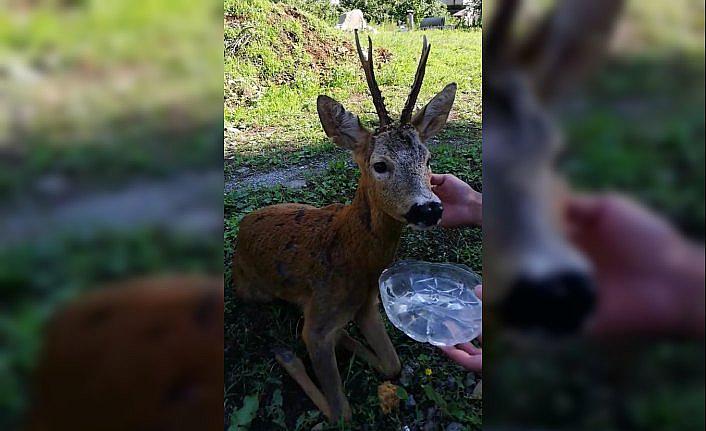 Yaralı karacaya polis sahip çıktı