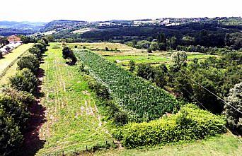 Zonguldak'taki uyuşturucu operasyonu
