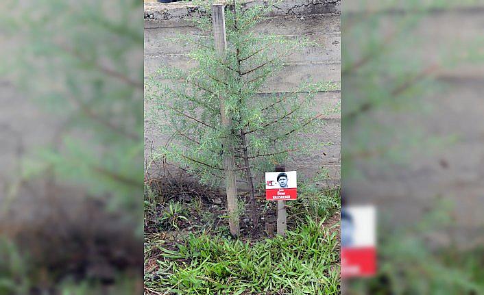 15 Temmuz şehitlerinin isimleri fidanlıkta yaşatılıyor