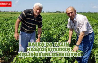 BAFRA'DA YAZIN HASADI BİTERKEN, KIŞLIK ÜRÜNLER EKİLİYOR