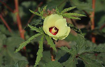 Bamyanın tarladan sofraya zahmetli yolculuğu