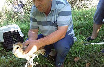 Bartın'da ip ve tellere takılan baykuş kurtarıldı