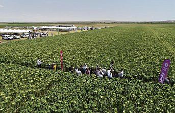 Bilinçli tarım verimi yükseltti