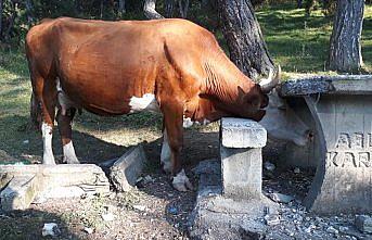 Bolu'da başı beton oturak ve masaya sıkışan inek kurtarıldı