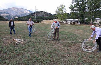 Elektrik akımına kapılan kurt telef oldu