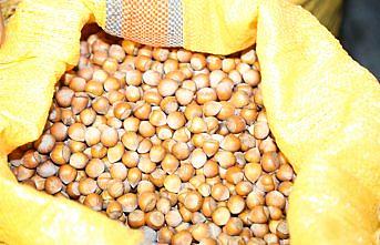 Fındık üreticilerine 