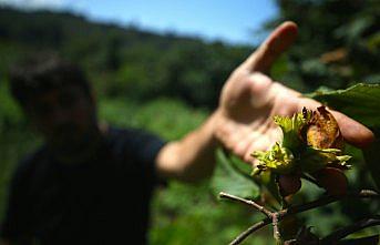 Fındık üreticisi bahçeye mutlu girdi