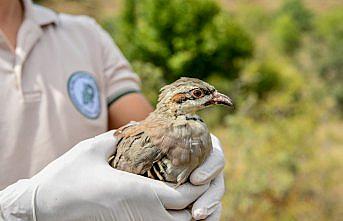 Giresun'da doğaya bin kınalı keklik salındı
