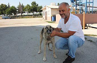 Gözleri farklı renkteki 