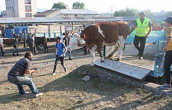 İhsangazi'de hayvan pazarı açıldı