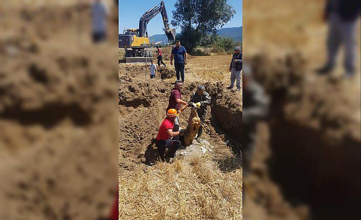 Kanalizasyon hattına düşen koçu itfaiye kurtardı