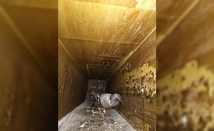 Karabük'te apartman boşluğuna sıkışan güvercin kurtarıldı