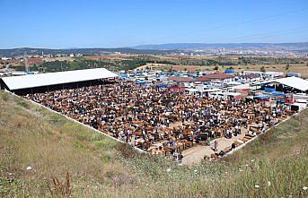 Kastamonu'daki hayvan pazarında bayram yoğunluğu