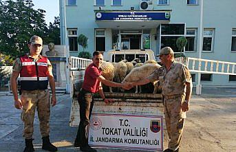 Koyun hırsızlarını özel ekip yakaladı