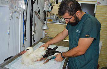Samsun'da balkona düşen yaralı leylek ameliyat edildi
