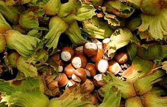 Samsun'da fındık toplama ve ihraç tarihleri belirlendi
