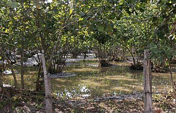 Samsun'daki selin yaraları sarılıyor