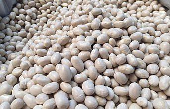 Tescilli Akkuş fasulyesinde düşük rekolte bekleniyor