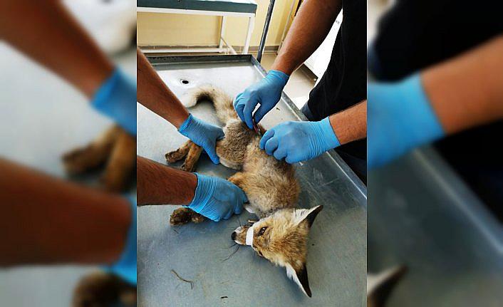 Tilki yavrusu ve şahin tedavilerinin ardından doğaya salındı