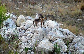 Tilkiler kent merkezini 