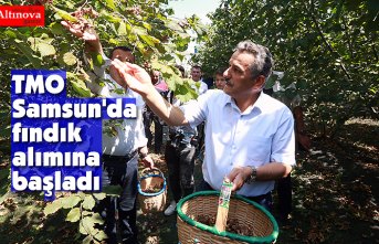 TMO Samsun'da fındık alımına başladı