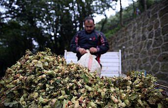 Trabzon'da fındık üreticisi ve işçisi verimden memnun