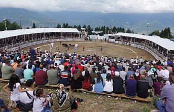 Türkiye Boğa Güreşleri Şampiyonası