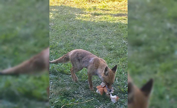 Yavru tilkileri bahçesinde besliyor