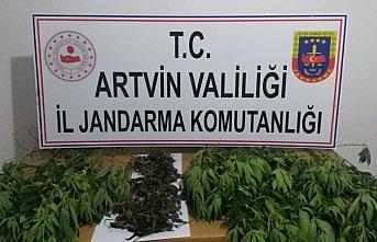 Yusufeli'nde Hint keneviri ele geçirildi