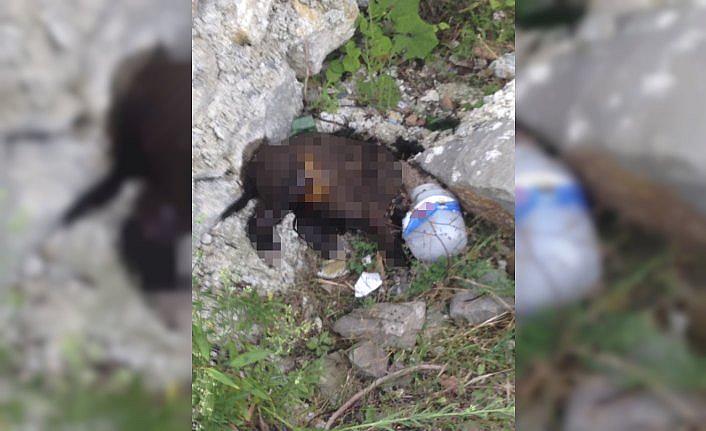 Zonguldak'ta köpeğe işkence iddiası