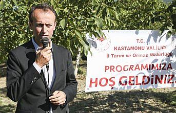 Abana'da ceviz hasat şenliği düzenlendi