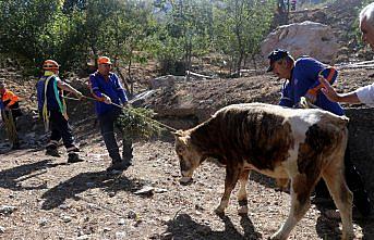 Amasya'da su kuyusuna düşen tosun kepçeyle kurtarıldı
