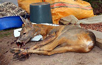 Aracın çarptığı karaca tedavi altına alındı
