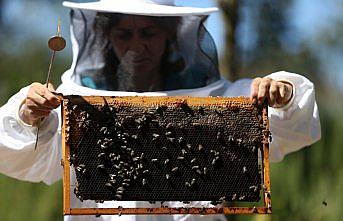 Arı zehri alternatif gelir kapısı olacak