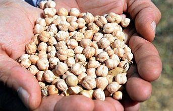 Artova'nın yeni gelir kaynağı nohut