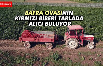 Bafra Ovası'nın kırmızı biberleri toplanmadan alıcı buluyor