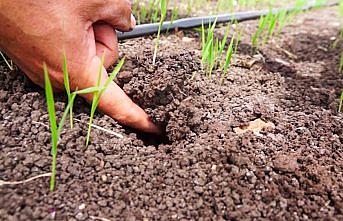 Bafra Ovası'nda damla sulama ile çeltik üretimi