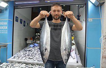 Balıkçılara torik sürprizi