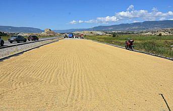 Boyabat'ta 2019 yılı çeltik hasadı başladı