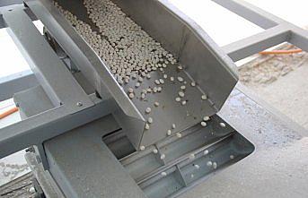 Çamoluk şeker kuru fasulyesinde hasat zamanı