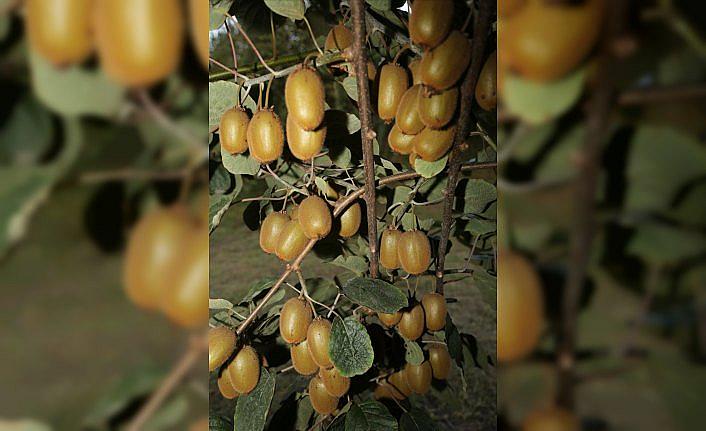 Dalındayken satılan Ordu kivisi tescillendi