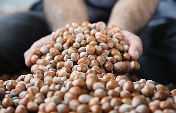 Fındık ihracatçısı bereketli bir sezon bekliyor