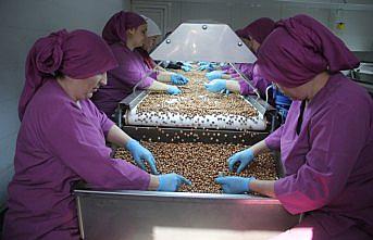 Giresun'da fındık fiyatı yeni haftaya 16 liradan başladı