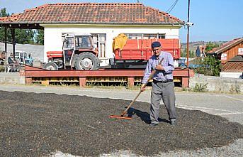 Havza'da ayçiçeği alımı devam ediyor