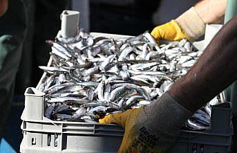 Karadeniz'de hamsi bolluğu balıkçıları sevindirdi
