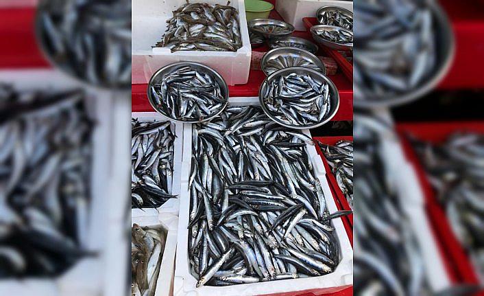 Karadenizli balıkçının umudu hamsi