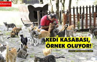 KEDİ KASABASI, ÖRNEK OLUYOR!