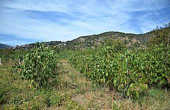 Kendi kendini tozlayabilen Oğuzlar cevizi talep görüyor