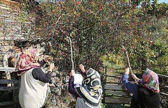 Kuşburnu Mesudiye'nin yeni geçim kaynağı