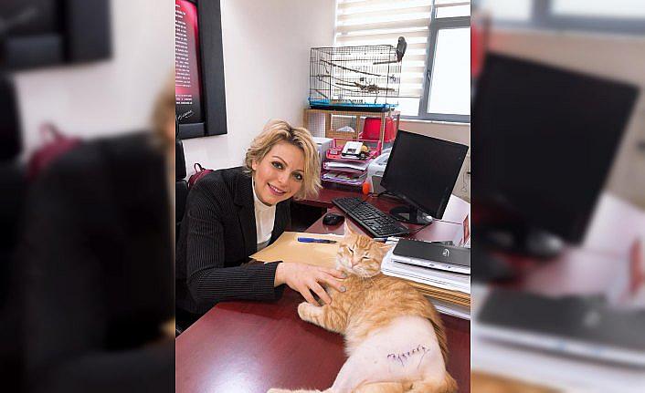 Makamında sokak hayvanı besleyen kadına 